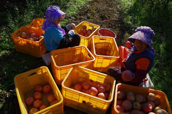 2024청송사과축제정보
