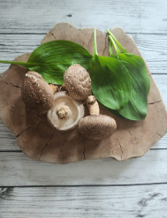 표고마루 버섯랜드