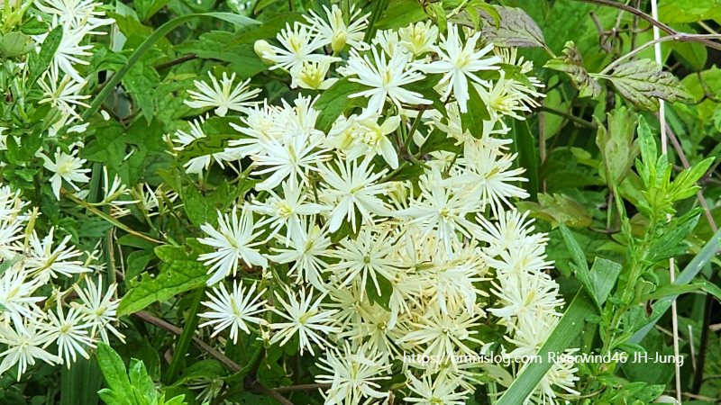 사위질빵 Clematis apiifolia