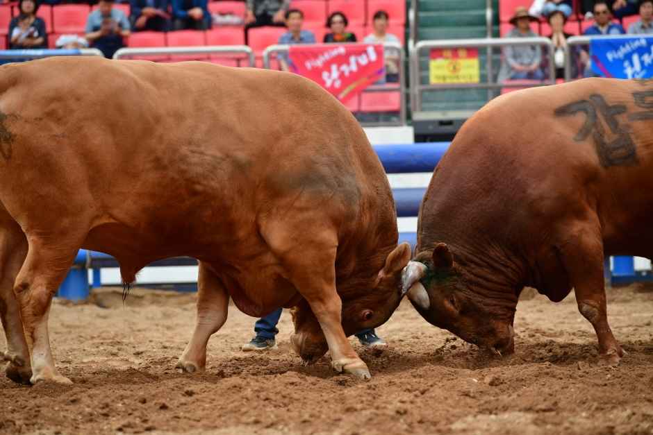 청도 소싸움 경기장