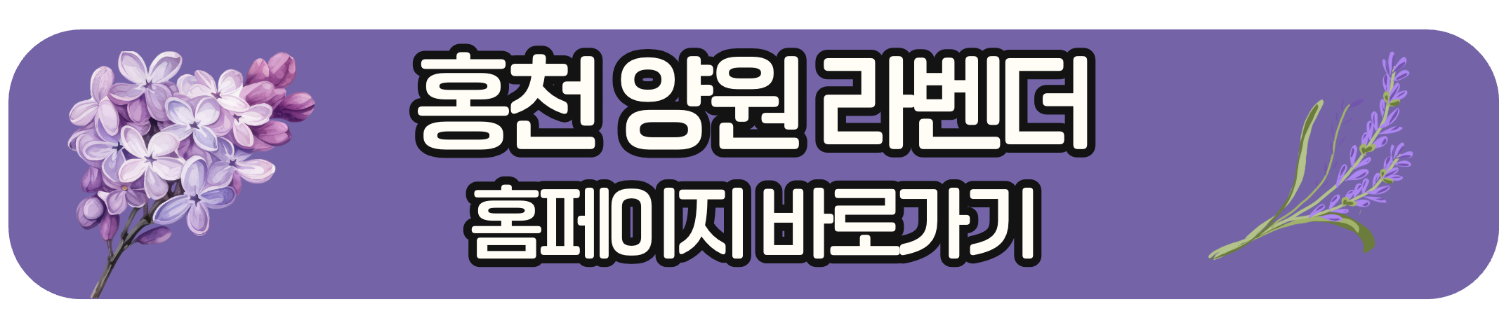 홍천 양원 라벤더