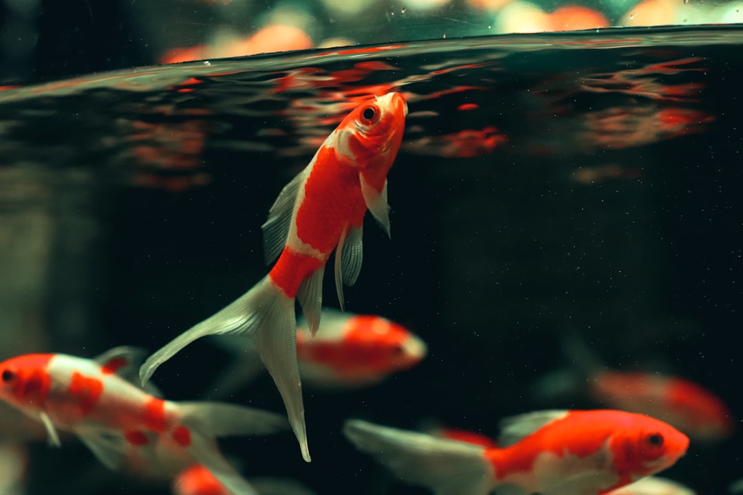 Goldfish