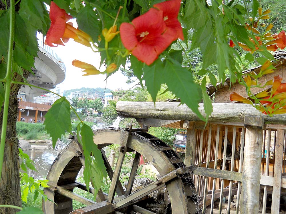 홍제천 물레방아 능소화(Chinese Trumpet Creeper)