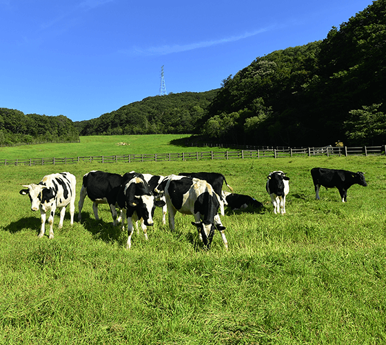 대관령 하늘목장 체험 정보