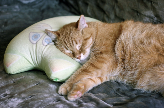 수면 컨설턴트 – 당신의 숙면을 돕는 전문가