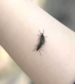 러브버그-퇴치-방법