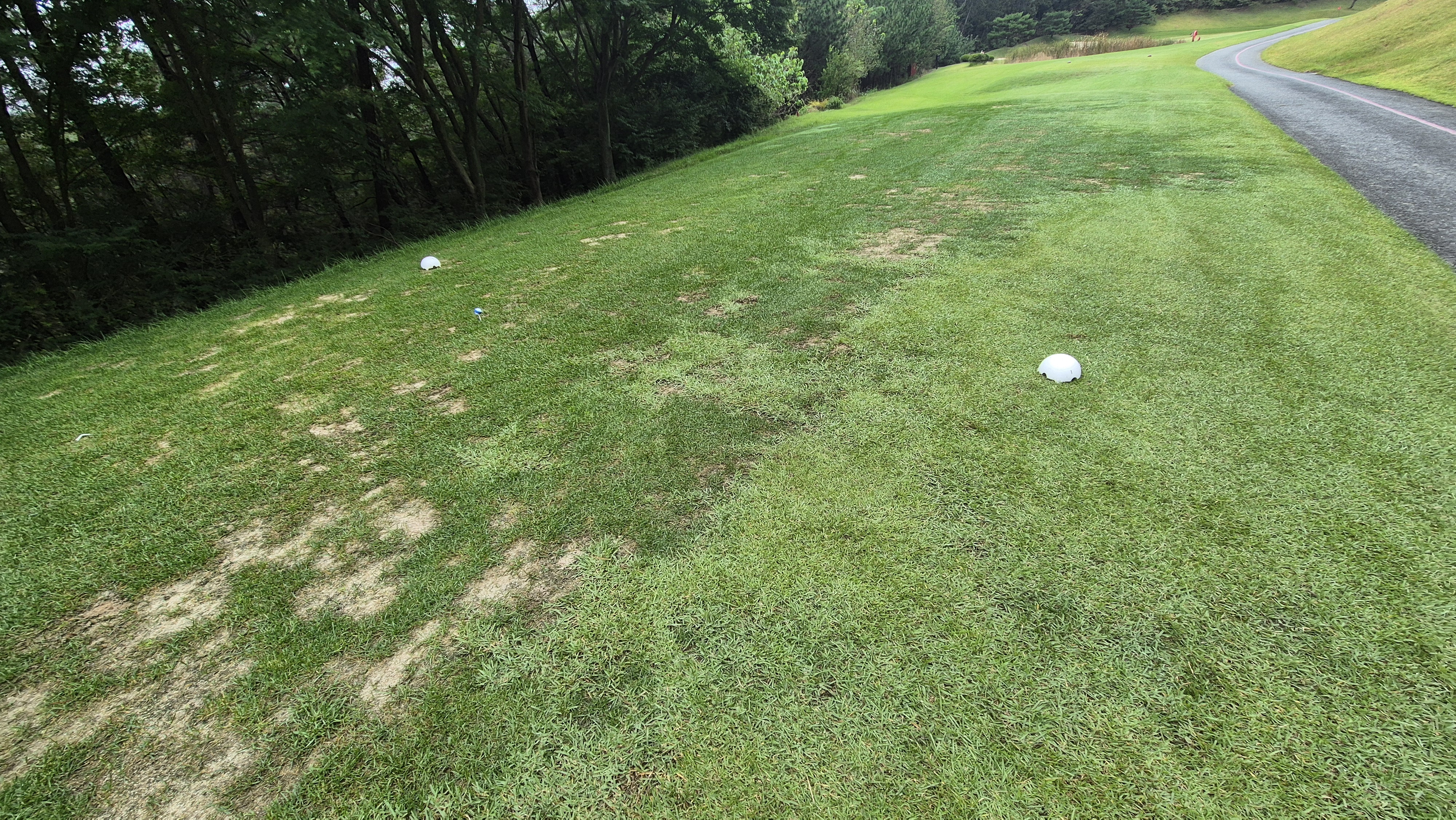 서산수cc 티잉구역 상태