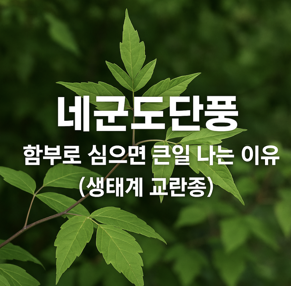 네군도단풍, 함부로 심으면 큰일 나는 이유 (생태계 교란종)