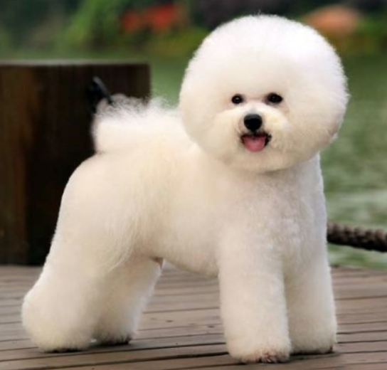 비숑프리제 털 관리와 훈련법