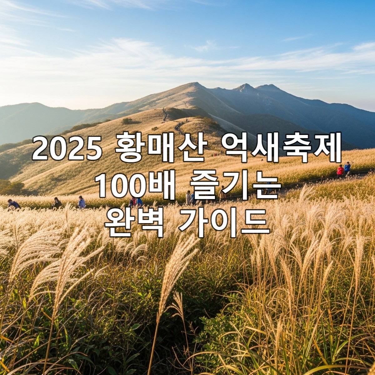 2025년 가을, 황금빛 햇살 아래 은빛 억새 물결이 끝없이 펼쳐진 황매산 축제 풍경