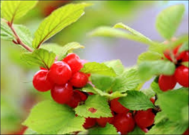 앵두 효능 11가지 알아본다면