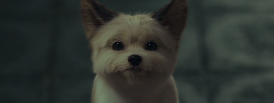 오늘도사랑스럽개_6회