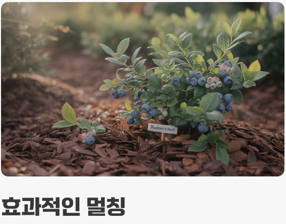 햇빛과 물, 가장 기본적인 관리
