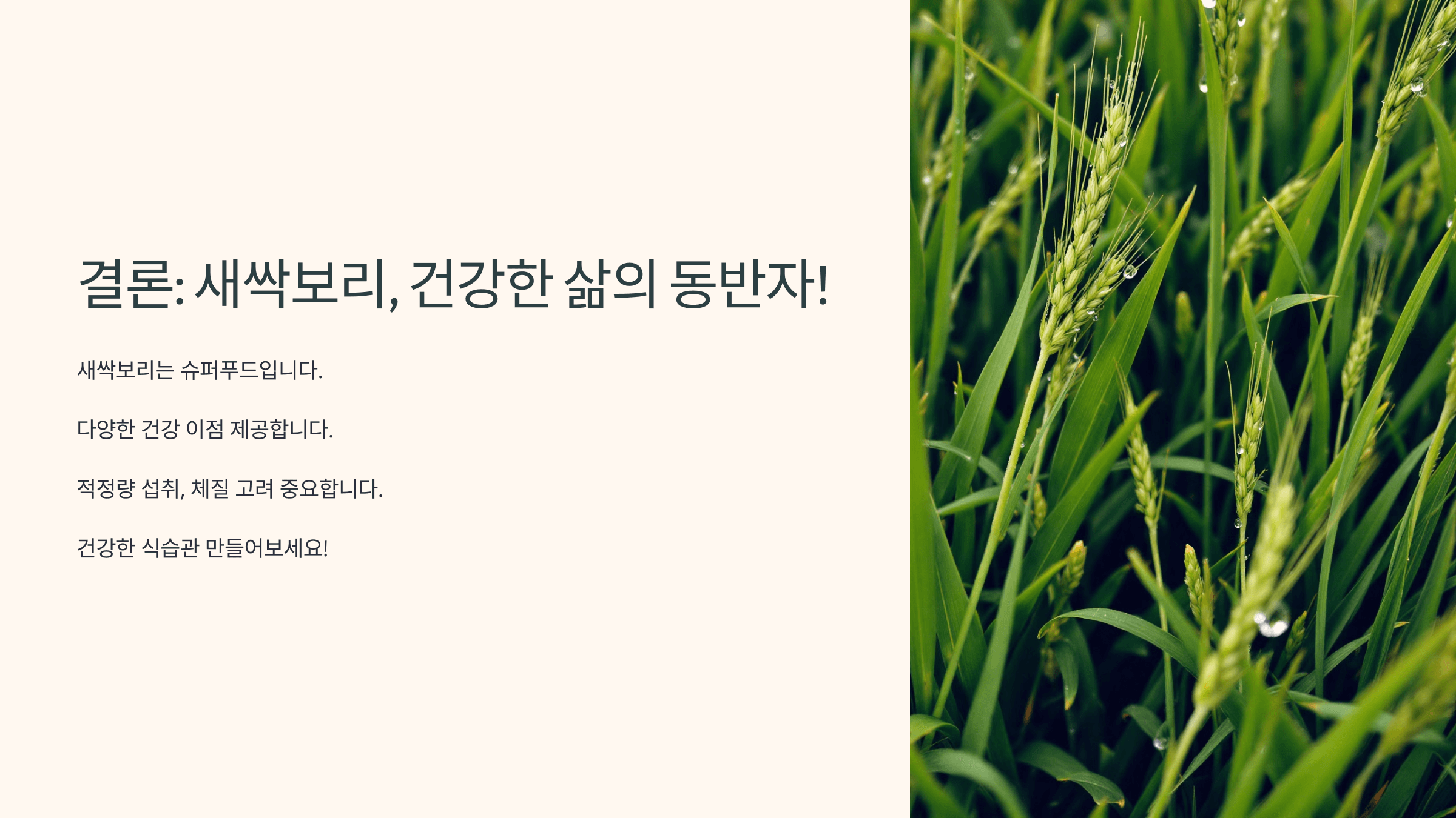 새싹보리 사진입니다.