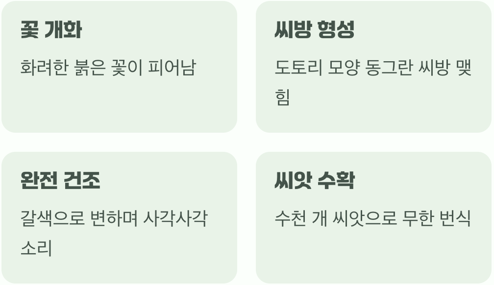씨앗, 무한 리필의 즐거움