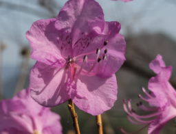 2025년 진달래 개화시기