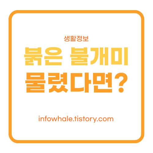 붉은 불개미에게 물렸을 때 증상과 조치 방법