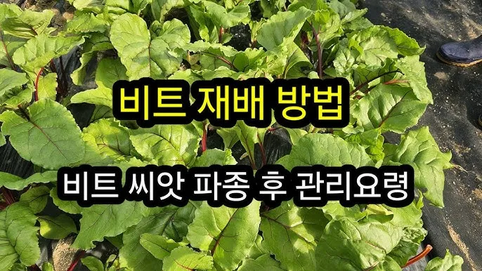 비트 재배 씨앗 불리기 발아 촉진 솎아 내기_5