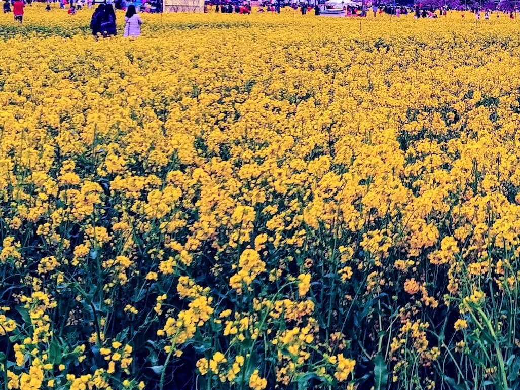 구리 유채꽃 축제 한강시민공원 유채꽃 개화 상태 노란 꽃밭 전경