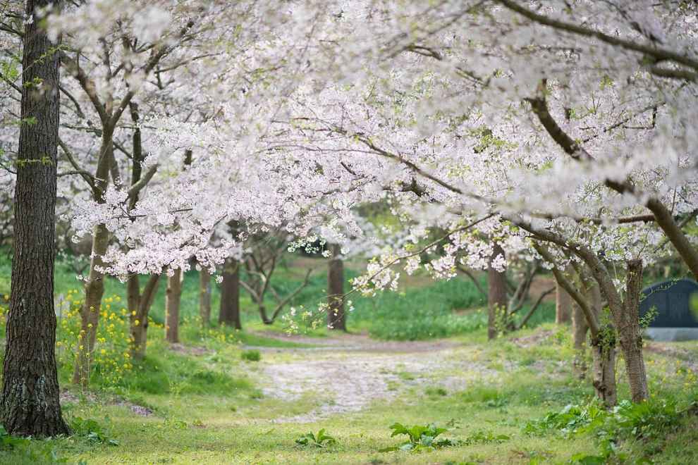 한림공원 부겐빌레아 축제