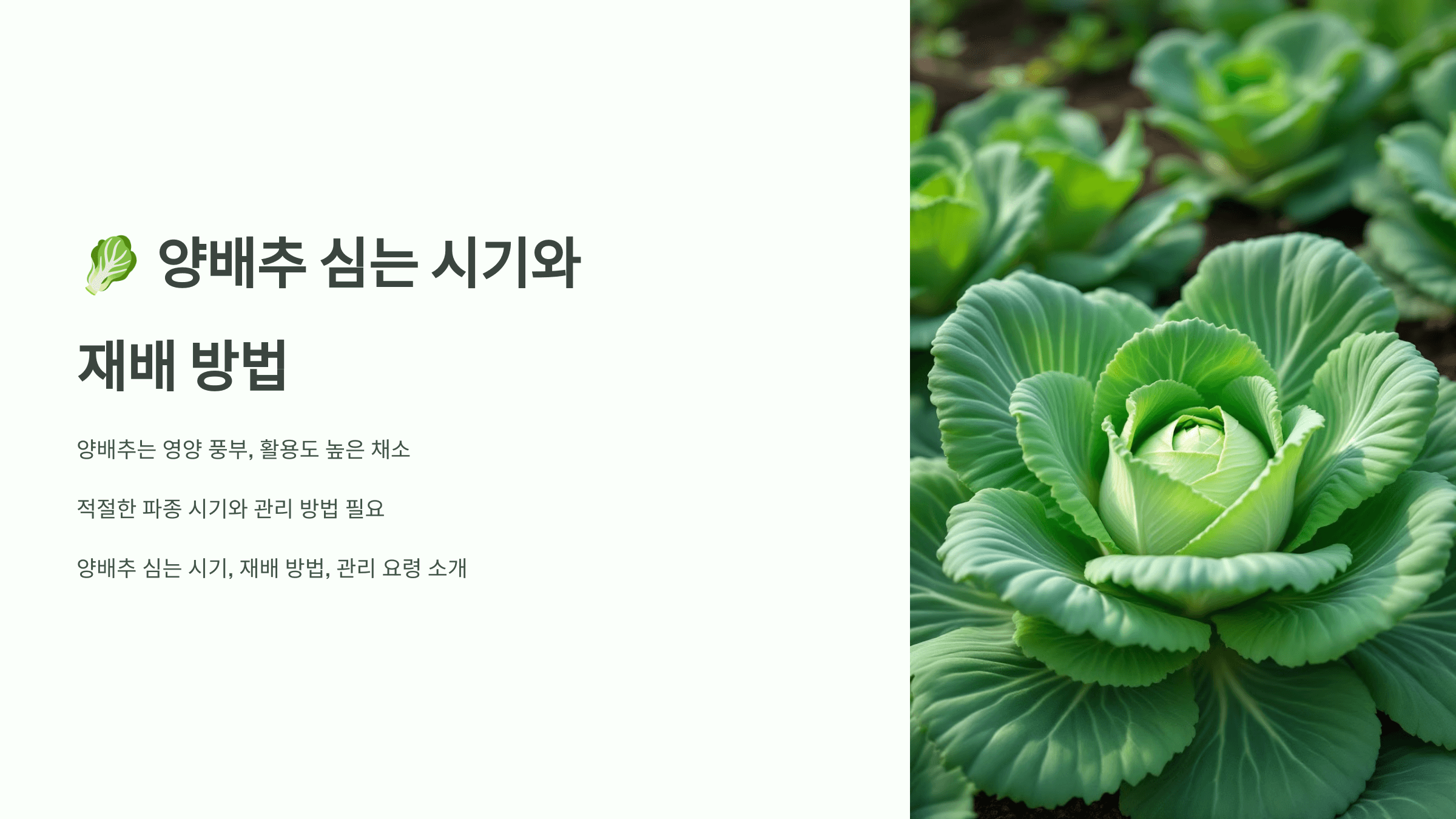 양배추 사진입니다.