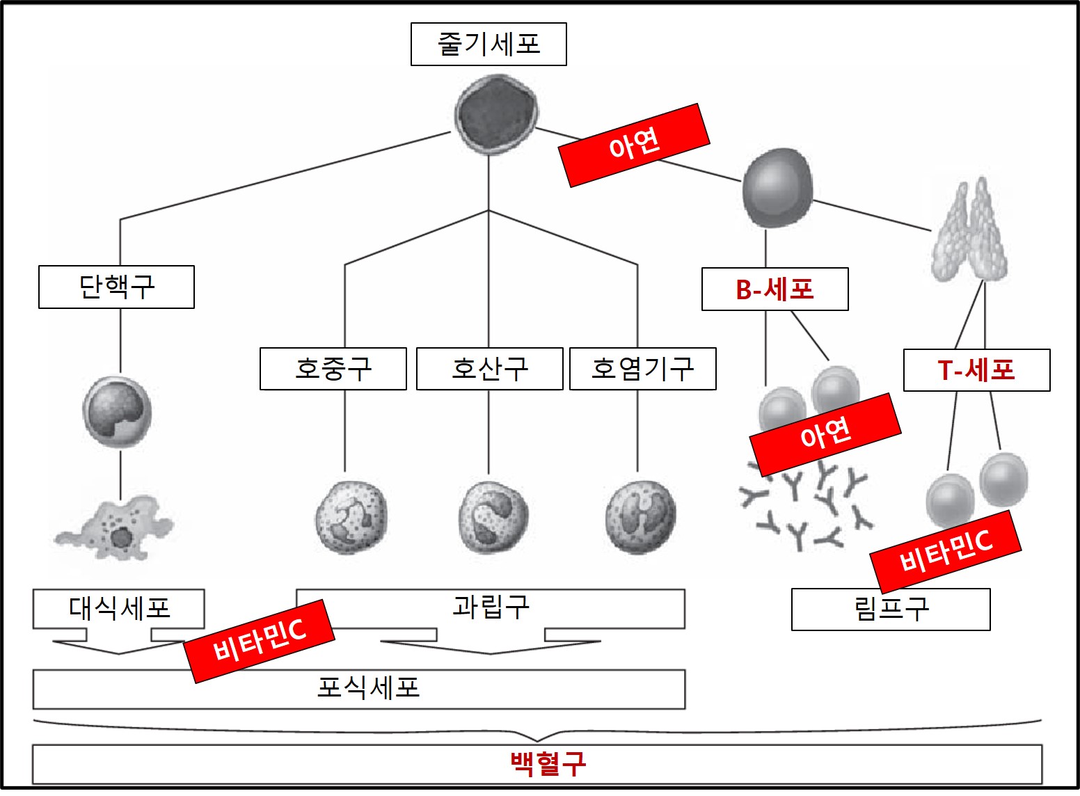 면역