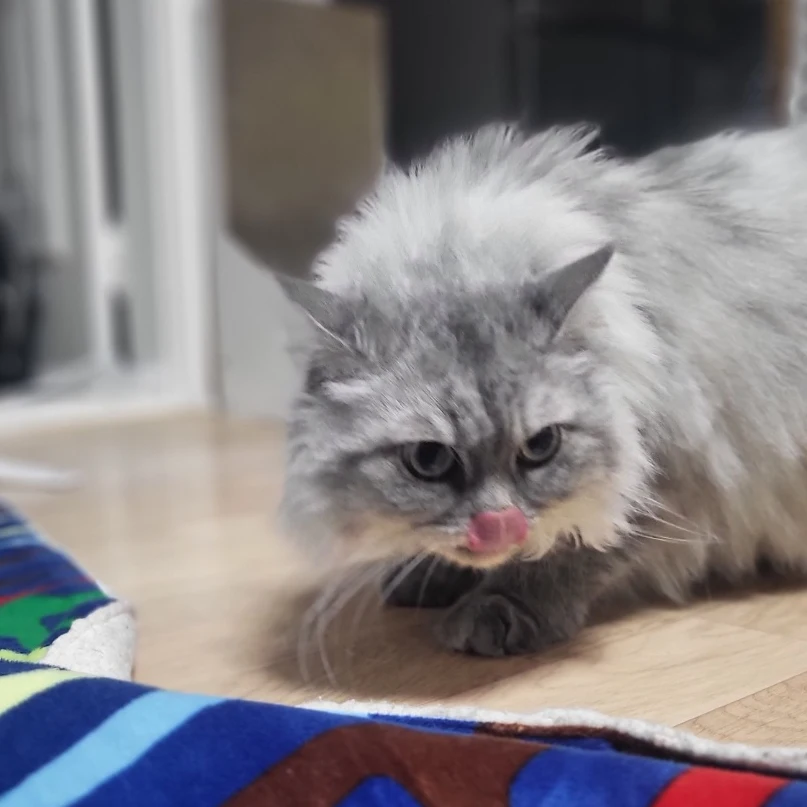 고양이 그루밍 헤어볼 예방