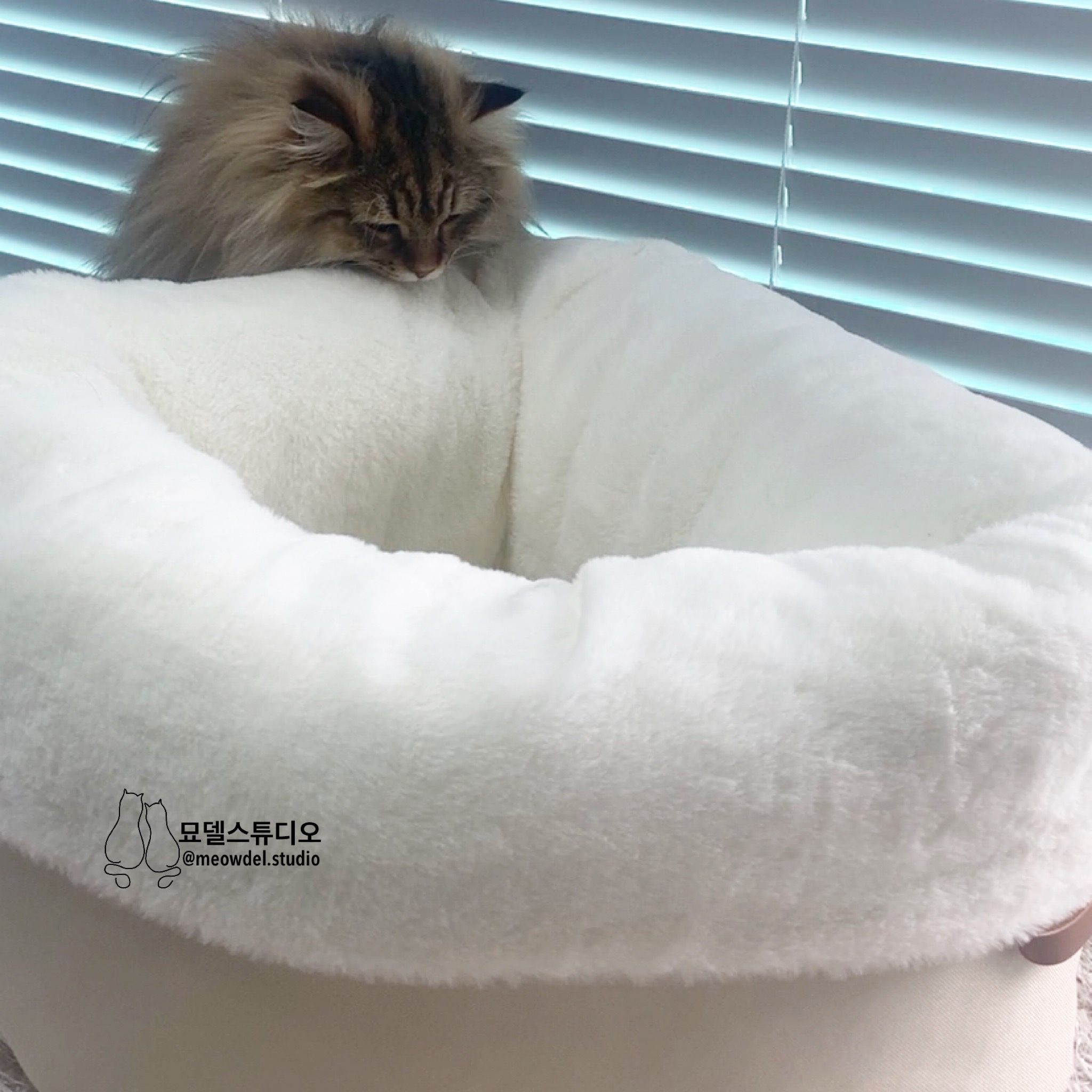 옥희독희퐁당쿠션