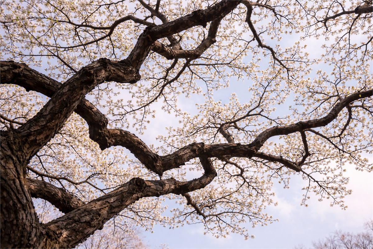 하늘 배경으로 매화 가지의 형태가 또렷하게 보이는 구도