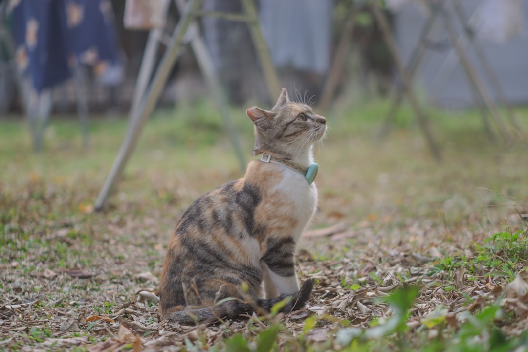Cat Festival