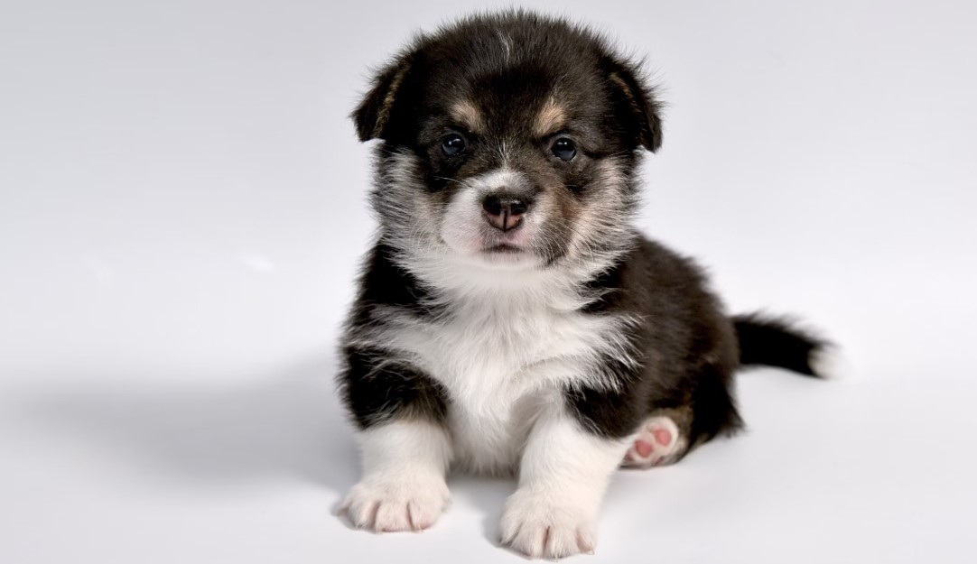 반려견·반려묘 사고 대비 보험 관련 사진