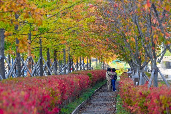 원주시 우산동~반곡관설동 11.3km를 잇는 폐철도 복원 바람길숲(평원동 구간)