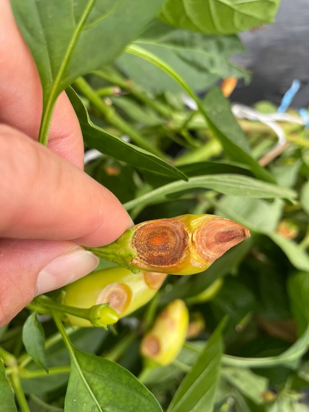 탄저병에 걸린 고추1