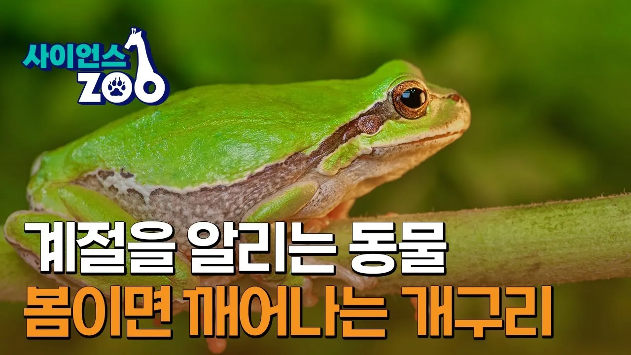 우리나라에 서식하는 개구리 두꺼비 종류 및 분포 지역_3