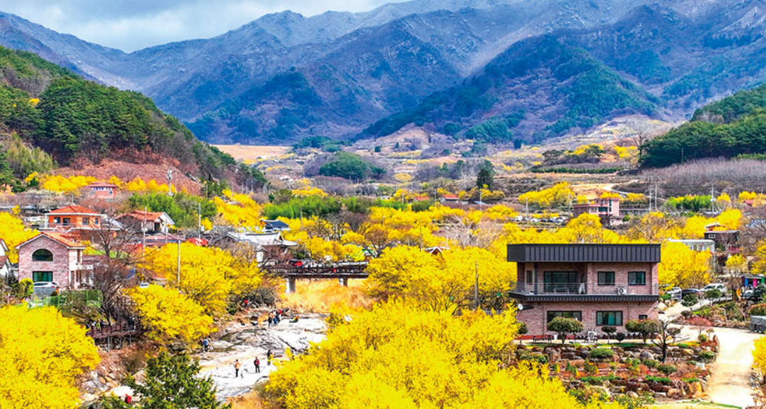 구례 산수유축제