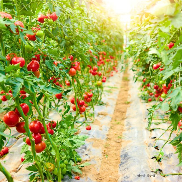 햇살이 비추는 비닐하우스 안의 잘 익은 토마토 밭