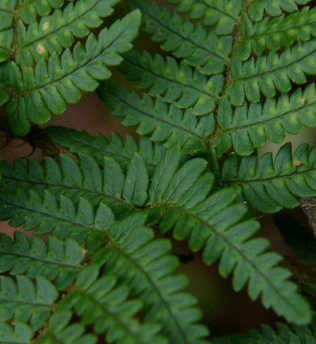 고사리 효능과 부작용 고르는법 칼로리