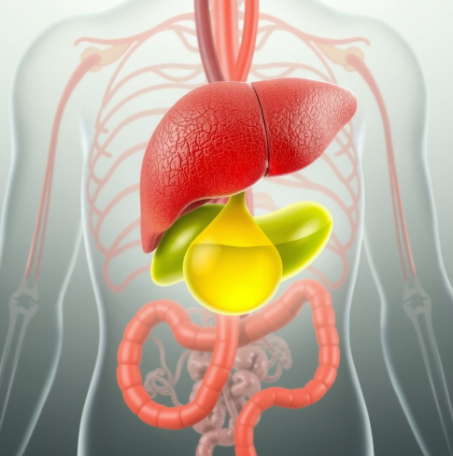 간에-좋은-영양제-추천-피로-회복-영양제