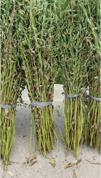 참깨 수확 시기와 방법, 기계, 참깨 볶는법_36