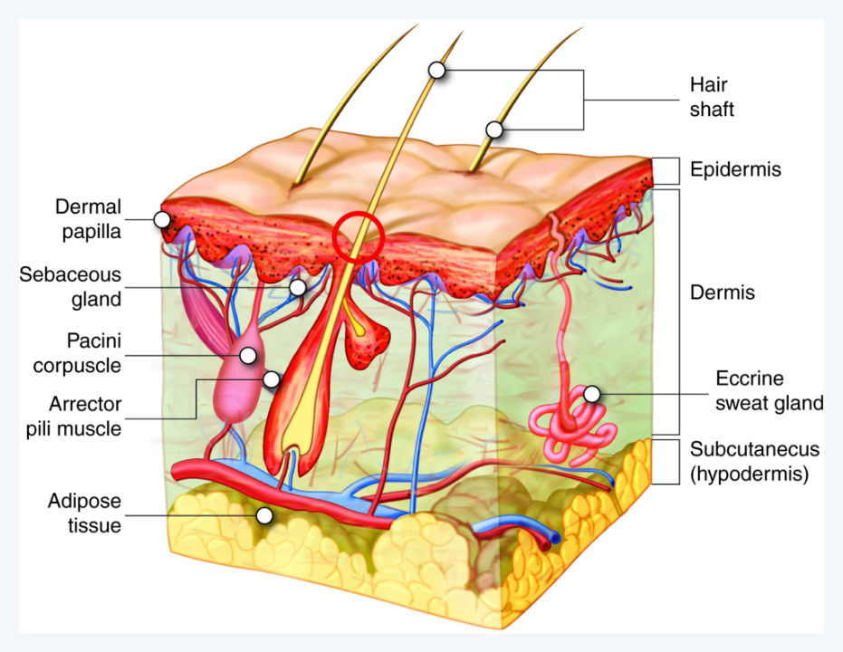 자외선의 위험성