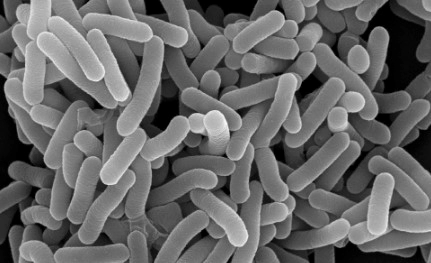 구강 유산균이란?