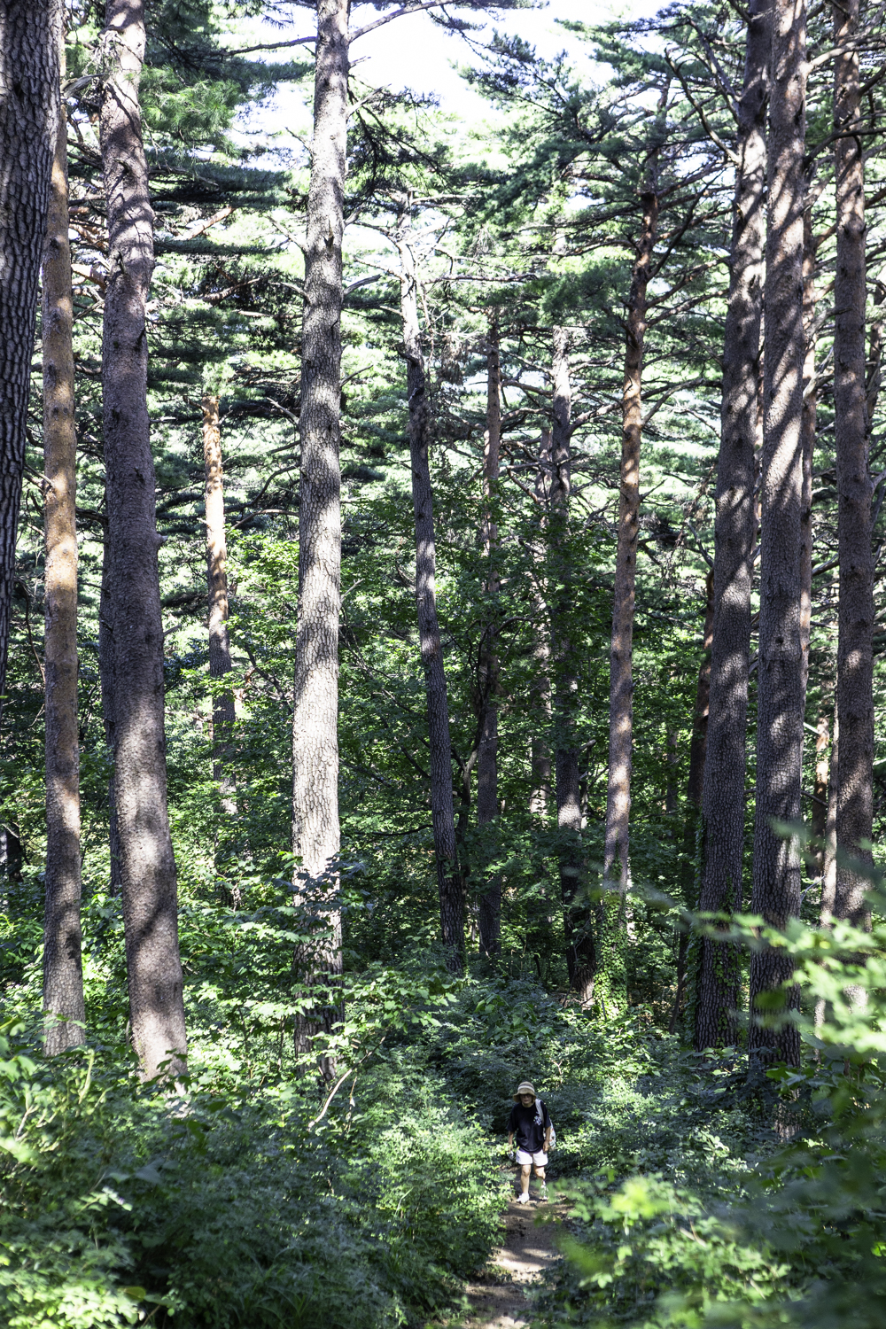 대관령소나무길