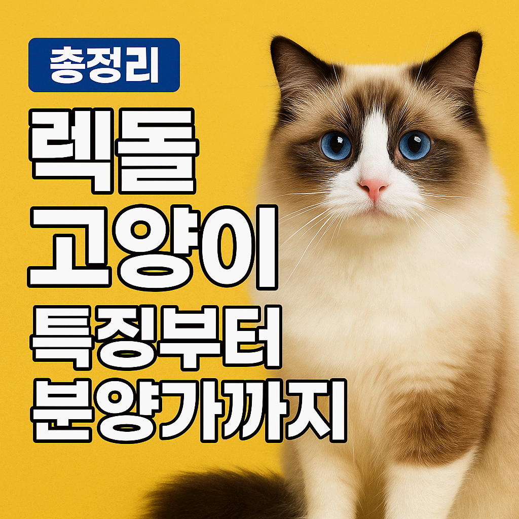 렉돌 고양이 특징부터 성격&middot;분양가까지 총정리
