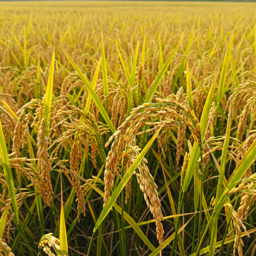 계절의 변화를 세분화한 24 절기 중 '백로' 이해하기
