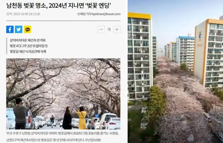 삼익비치 벚꽃 터널 사진