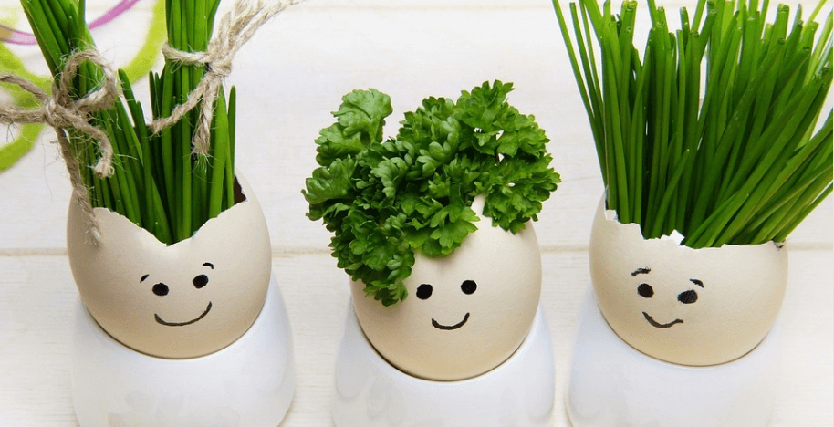 계란 화분에 심어져 있는 부추