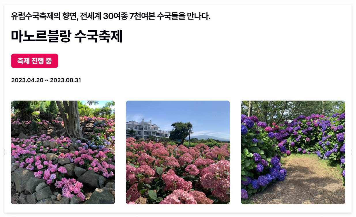 제주수국