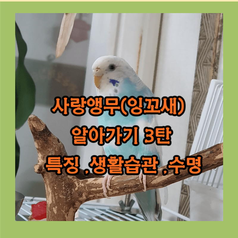 사랑앵무(잉꼬새) 특징