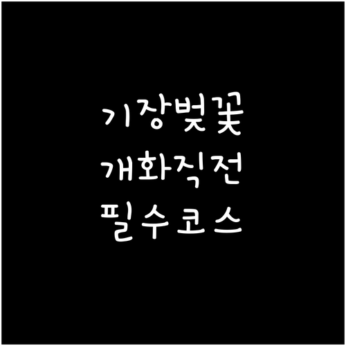 기장 벚꽃 개화 시기 및 좌광천 장안..