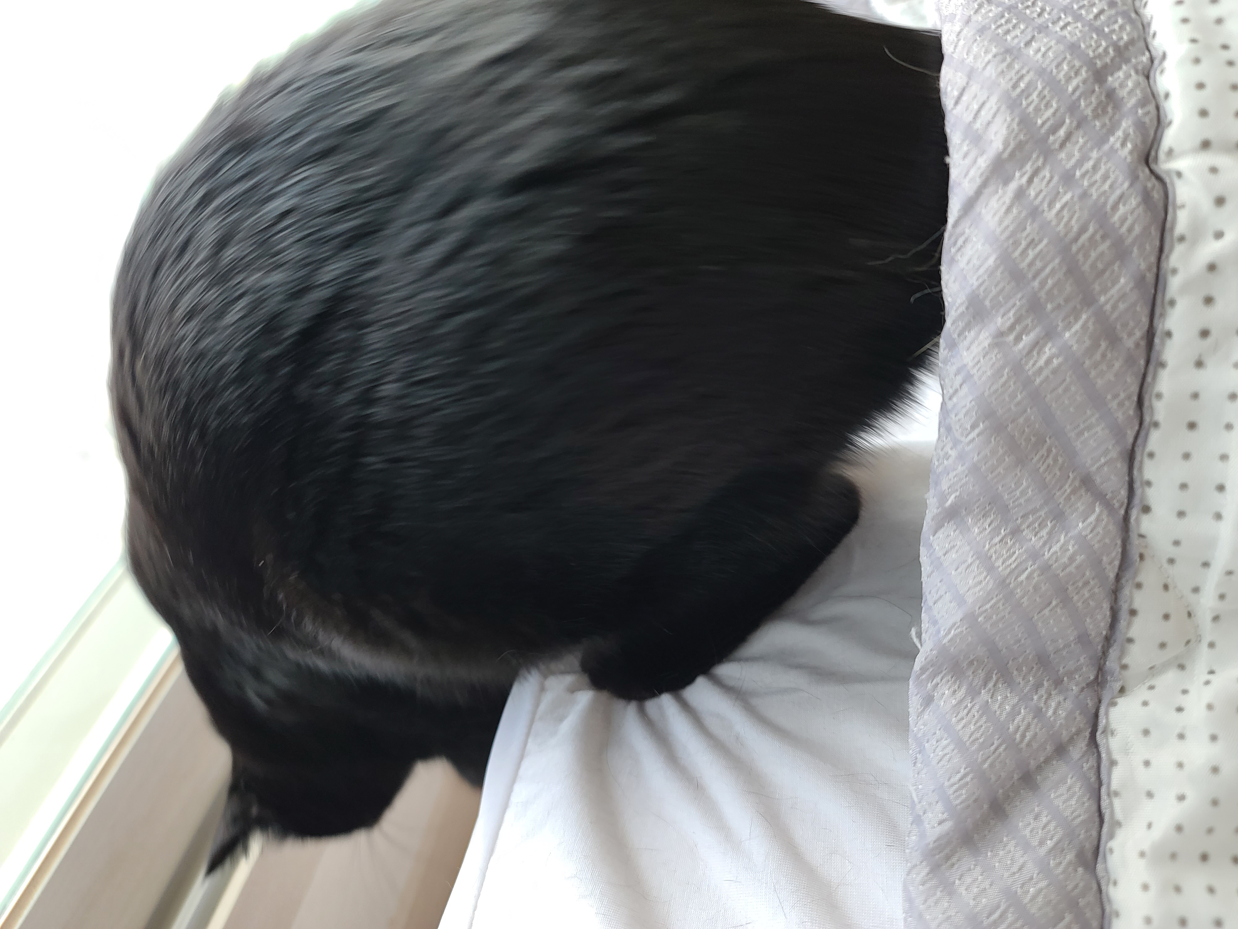 귀여운 질투쟁이&#44; 올블랙 고양이 건이.